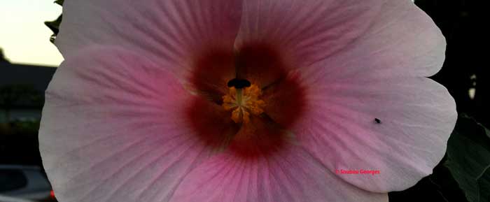 Hibiscus mutabilis rose merveilleuse.