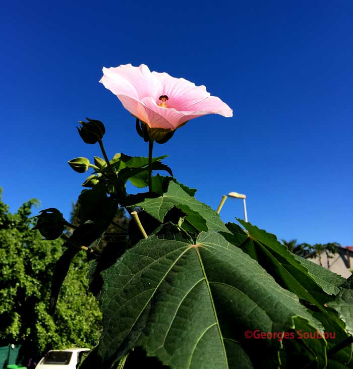 Hibiscus mutabilis, caprice de femme,rose merveilleuse.