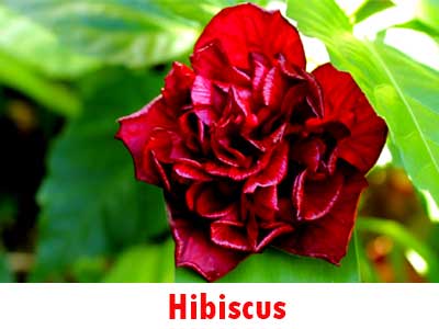 hibiscus