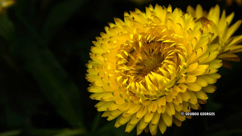 Immortelle brectée jaune