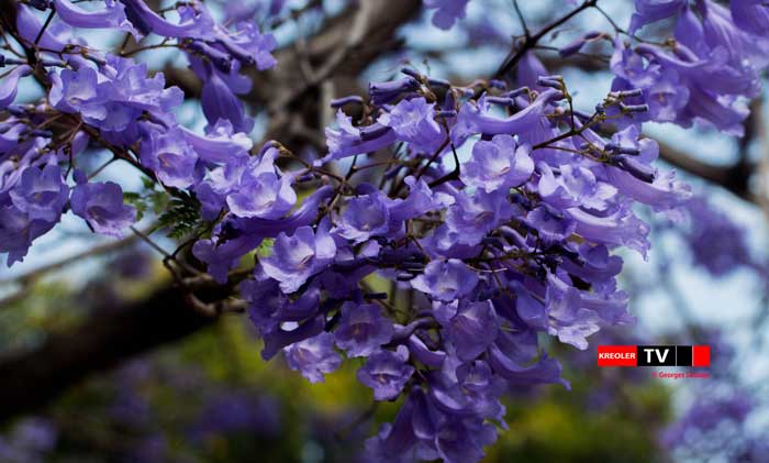 Jacaranda, flamboyant bleue.