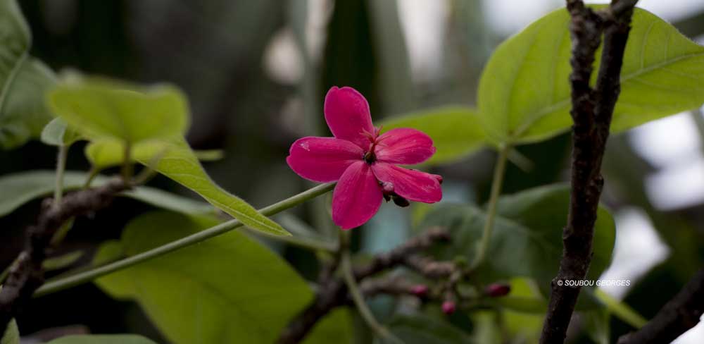 Jatropha integerrima