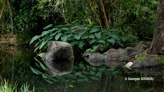 Les feuilles de taros