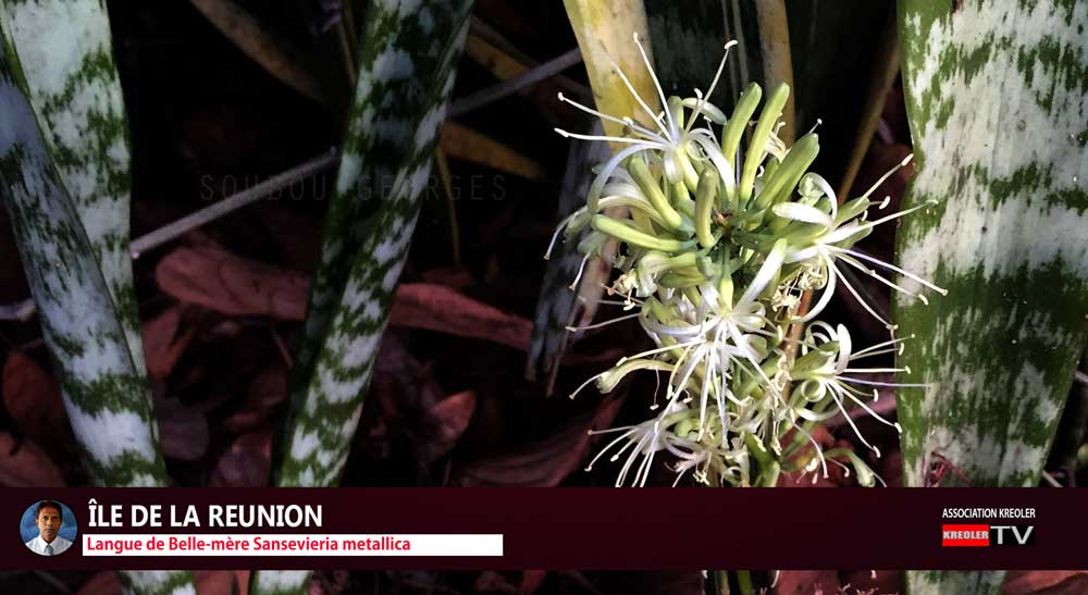 Langue de Belle-mère Sansevieria metallica.