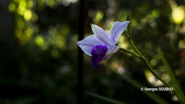 Orchidee de terre.