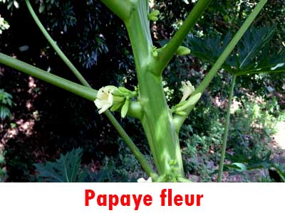 Carica papaye