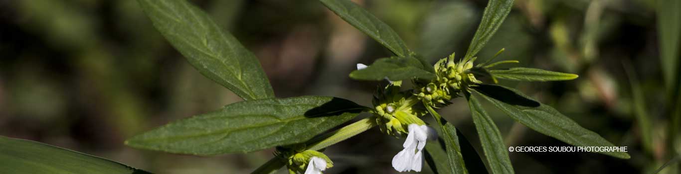 Petit tombé Leucas aspera (Willd.) Link.