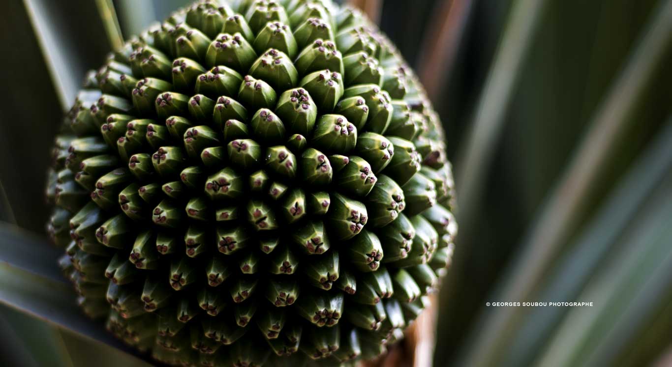 Le vacoa (Pandanus utilis)