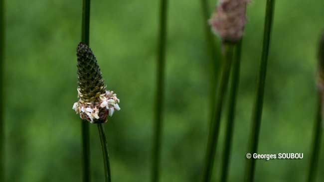 Plantain fleur.