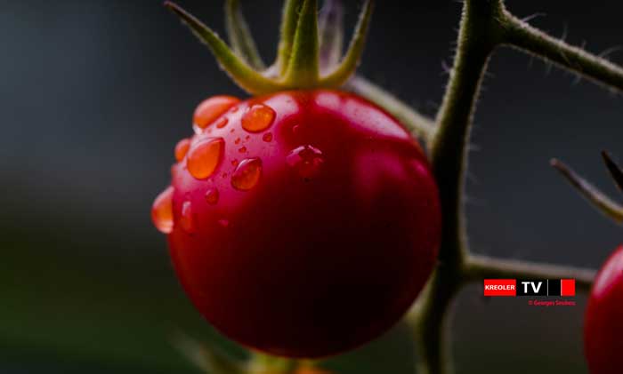 Tomate poc poc Île de la Réunion