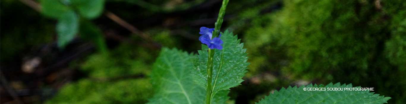 Stachytarpheta jamaicensis