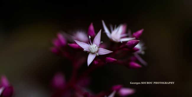 sedum fleur