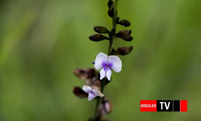 Tephrosia noctiflora