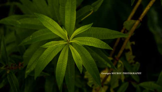 Aloysia triphylla ou Lippia citriodora