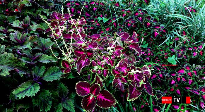 Vieux garçon Plectranthus scutellarioides.