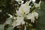 bauhinia-blanc