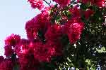 Bougainvilles grenat