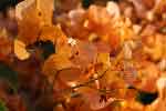 Bougainville ocre