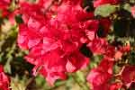 Bougainville rouge