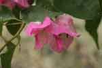 Bougainville mauves et blanc