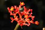 Baobab nain en fleur